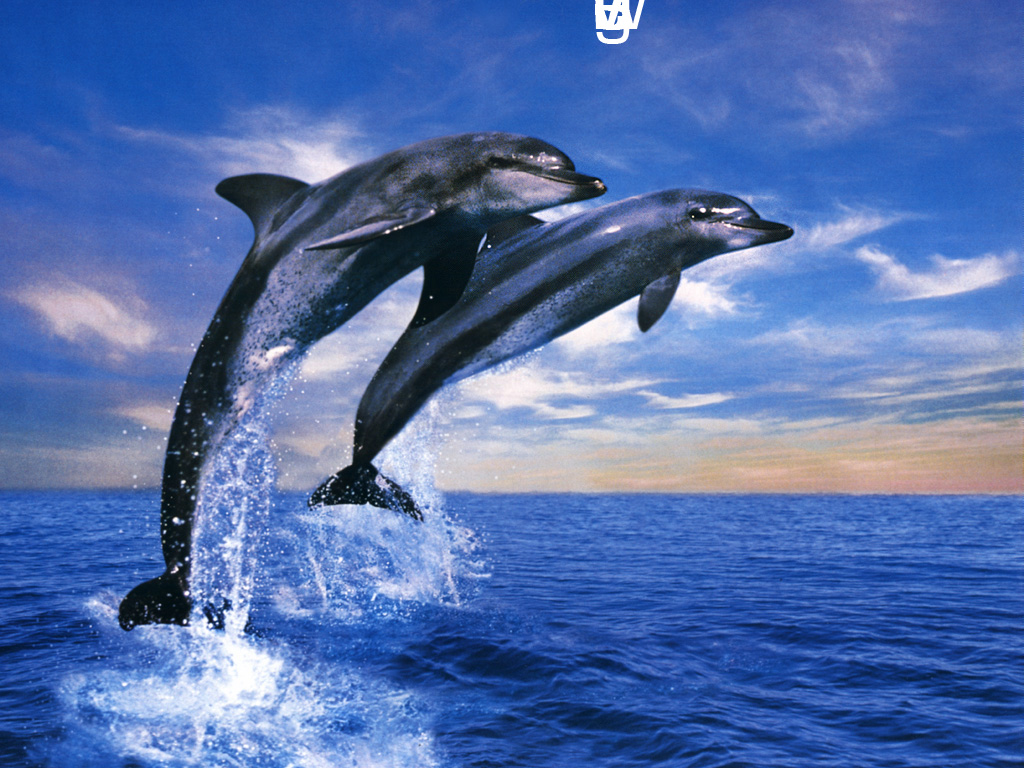 wallpaper1580 copia